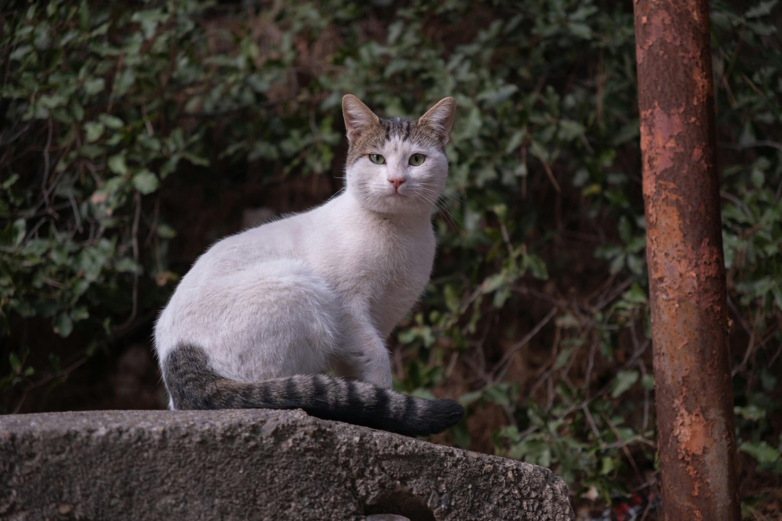 Calm alley cat sitting on a stone ledge surrounded by greenery in İzmir, Türkiye.