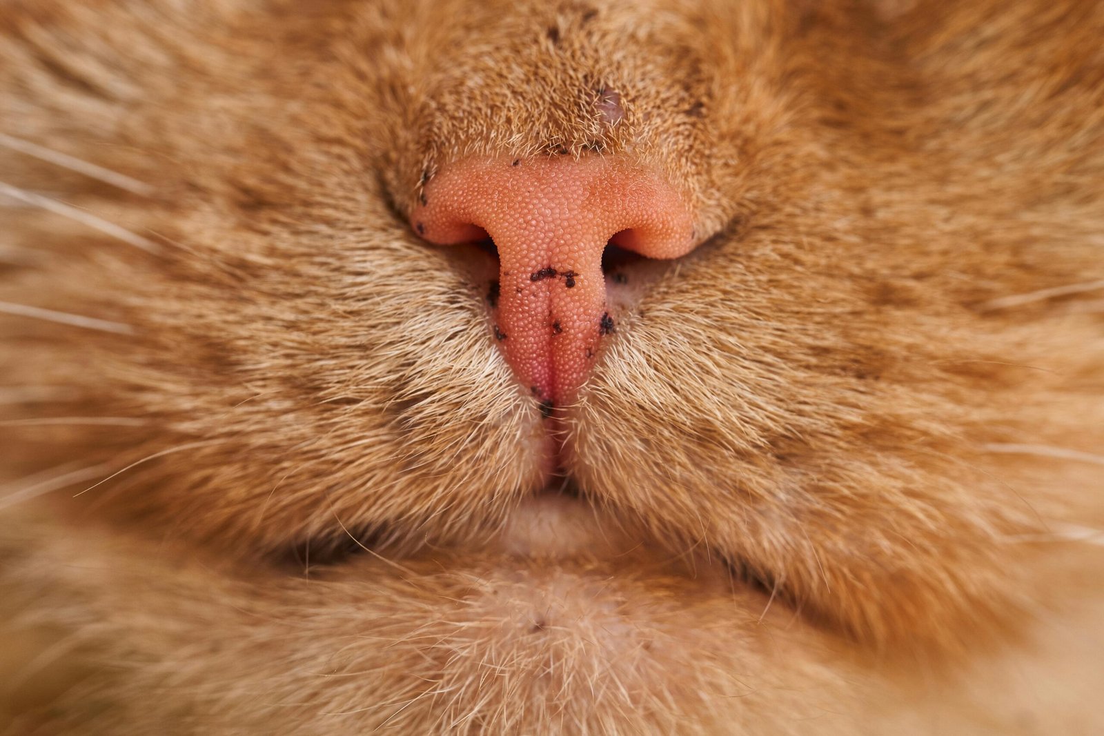 Macro shot of a tabby cat's pink nose and whiskers showing detailed texture.