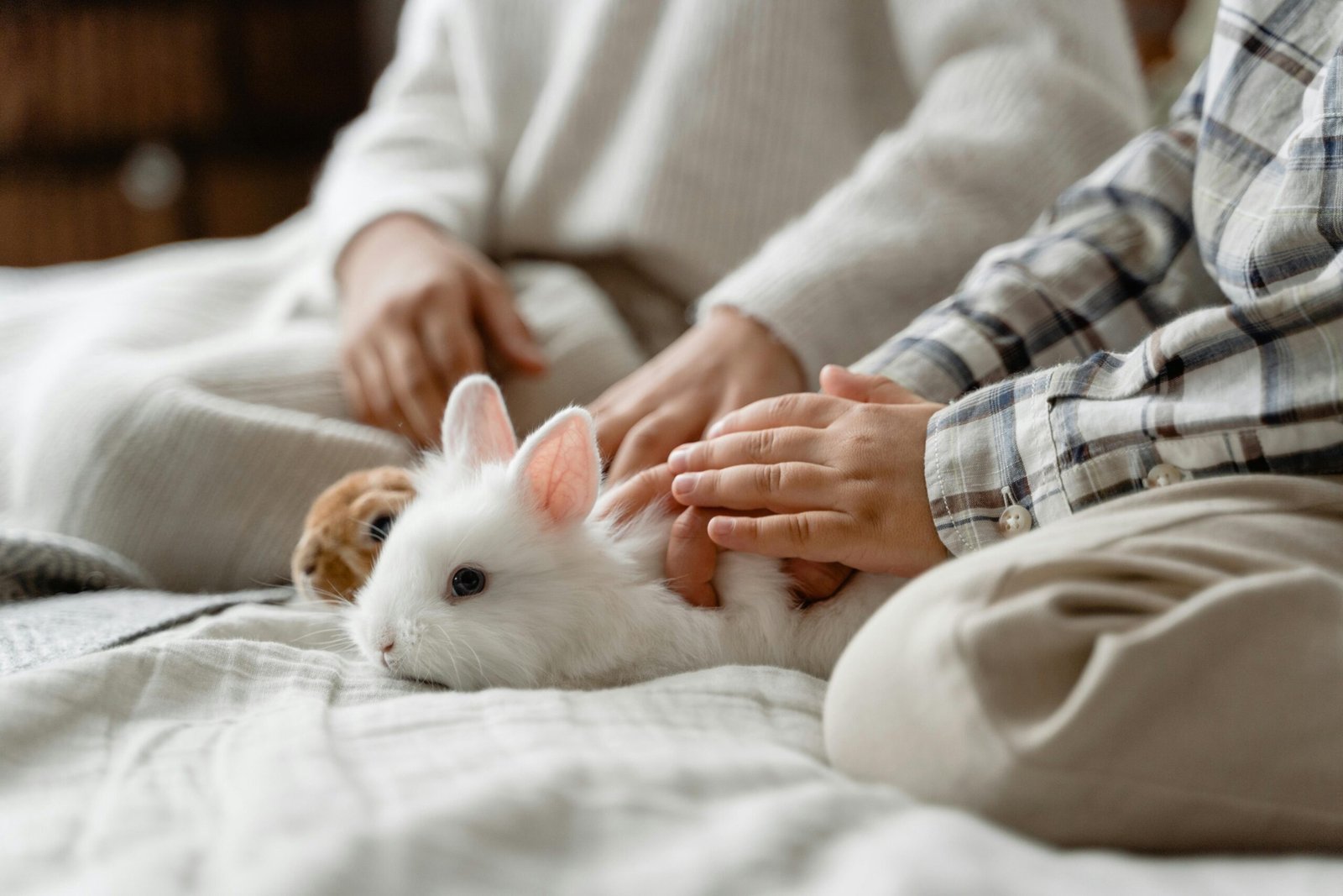 Adorable moment of children gently petting a white rabbit indoors, capturing love and warmth.