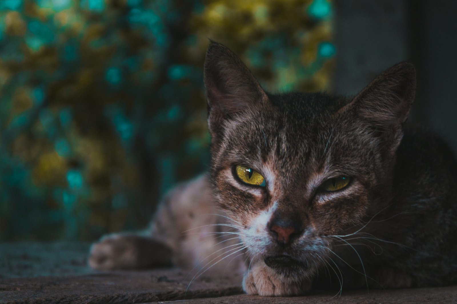 A detailed portrait of a domestic cat with striking yellow eyes lying down
