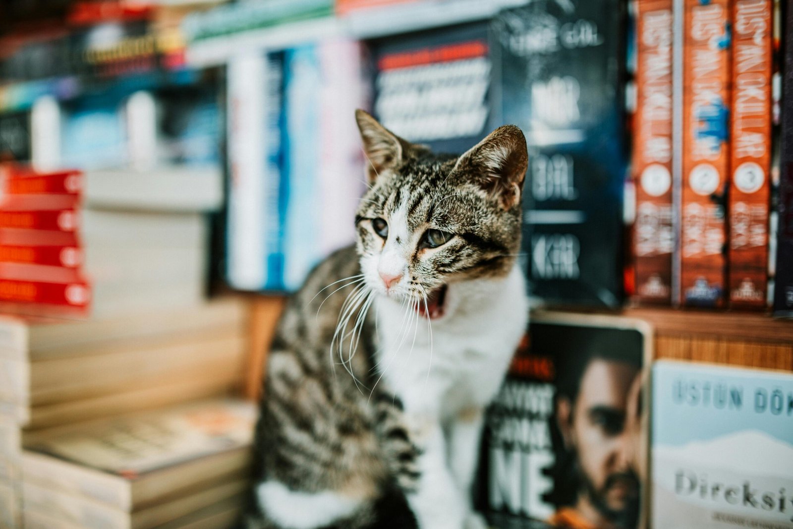 A tabby cat nestled between books in a cozy, colorful bookstore setting.