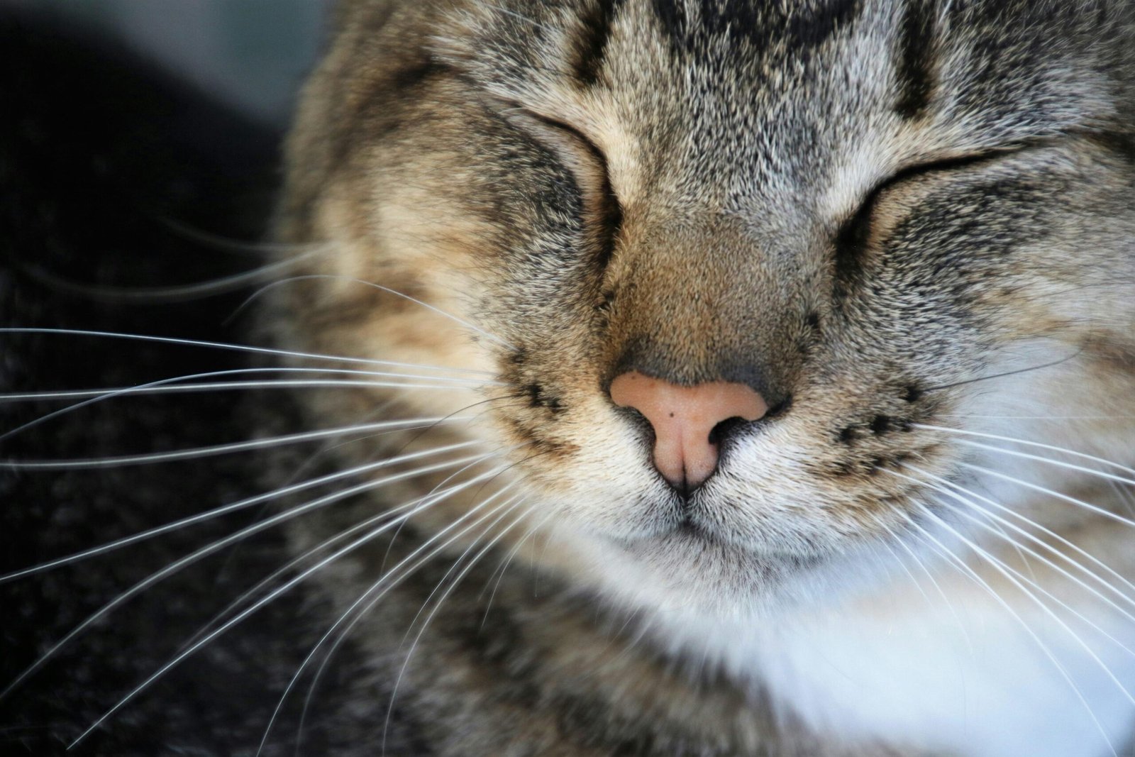 Adorable close-up of a tabby cat's face with closed eyes and prominent whiskers.