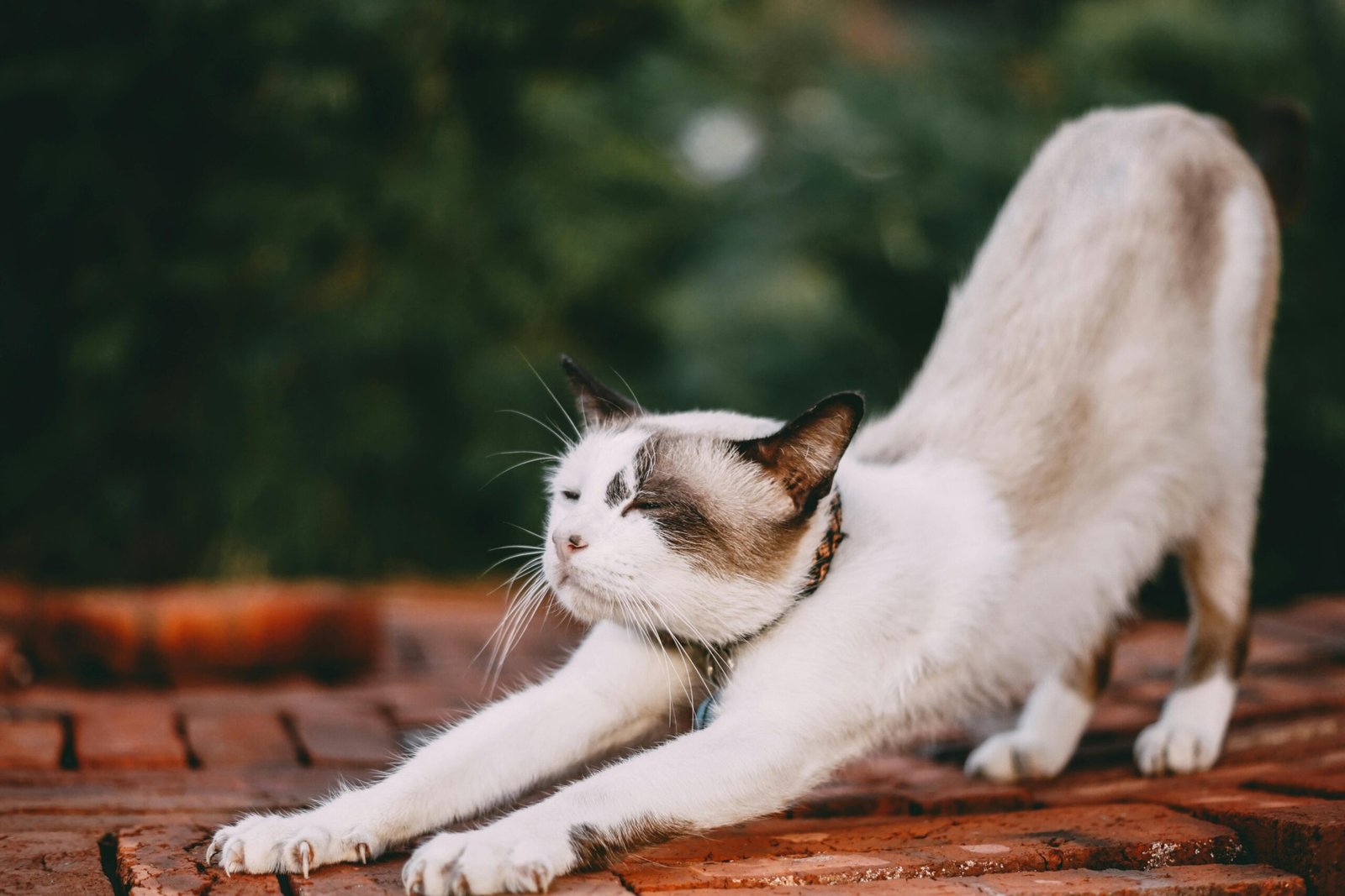 Adorable domestic cat stretching on brick surface in outdoor environment.